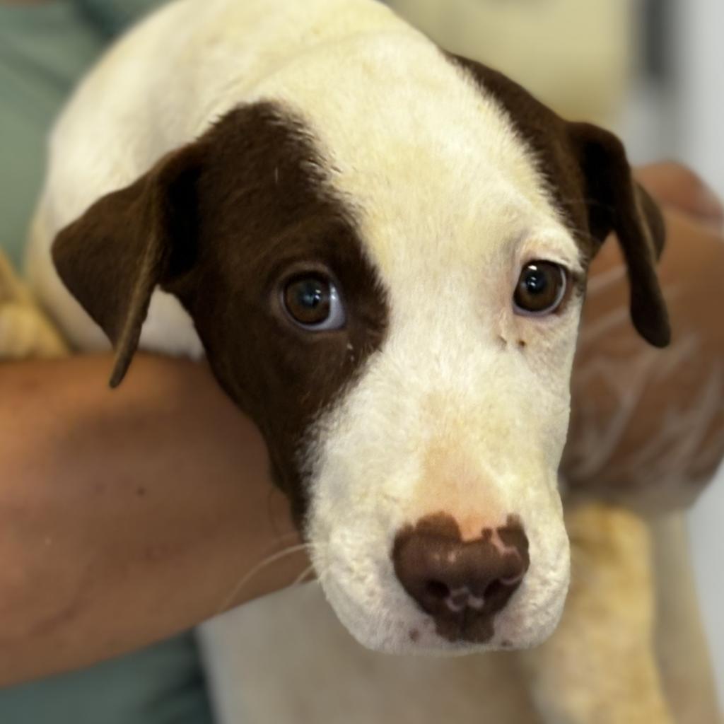 Enlarge Sphinx, a Adoptable mixed breed in Clarksdale, MS image 2/4