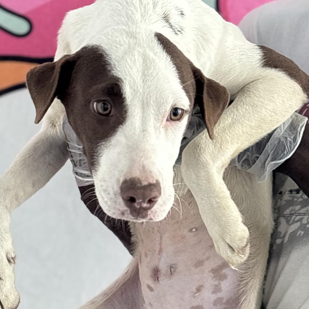 Enlarge Sphinx, a Adoptable mixed breed in Clarksdale, MS image 3/4