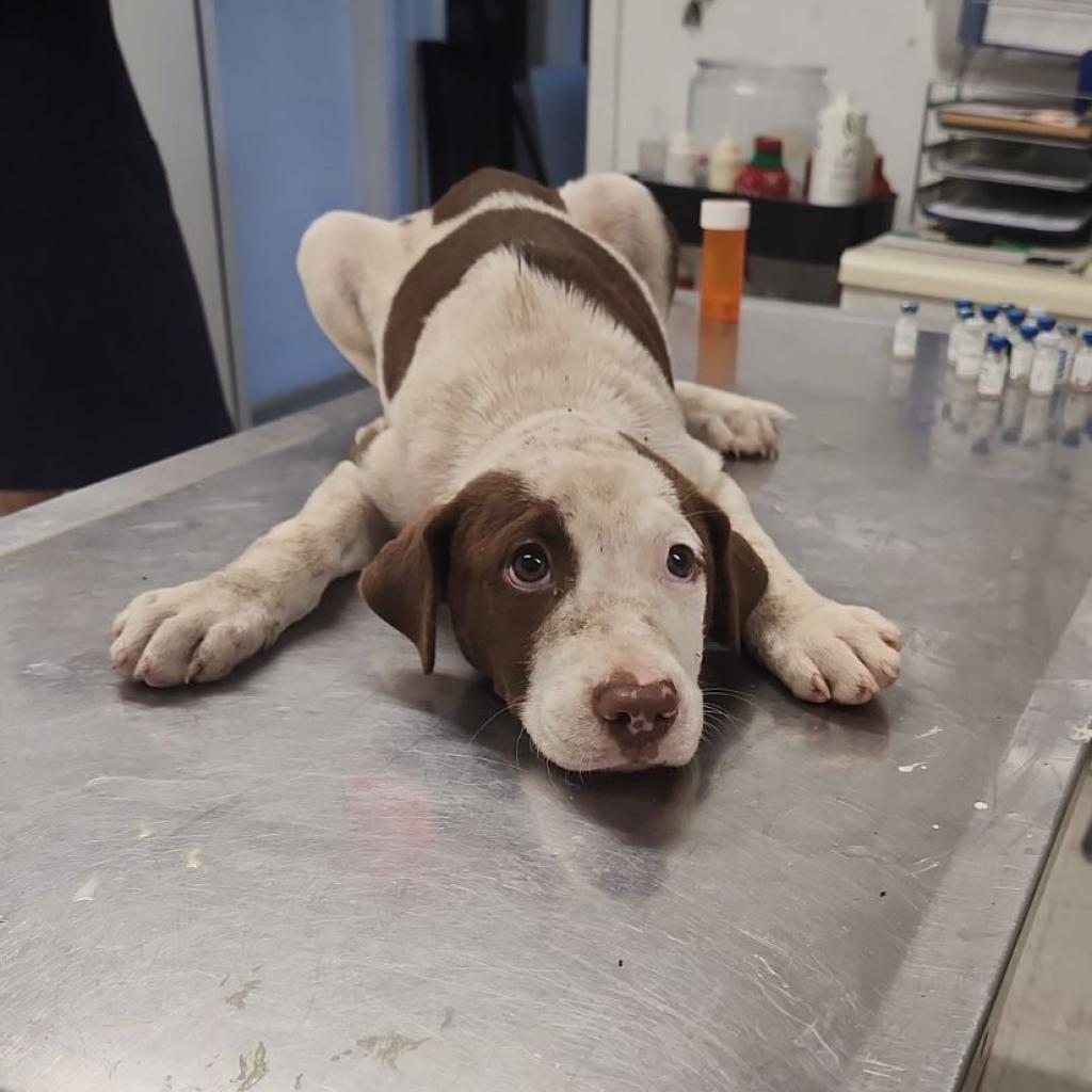 Enlarge Sphinx, a Adoptable mixed breed in Clarksdale, MS image 4/4