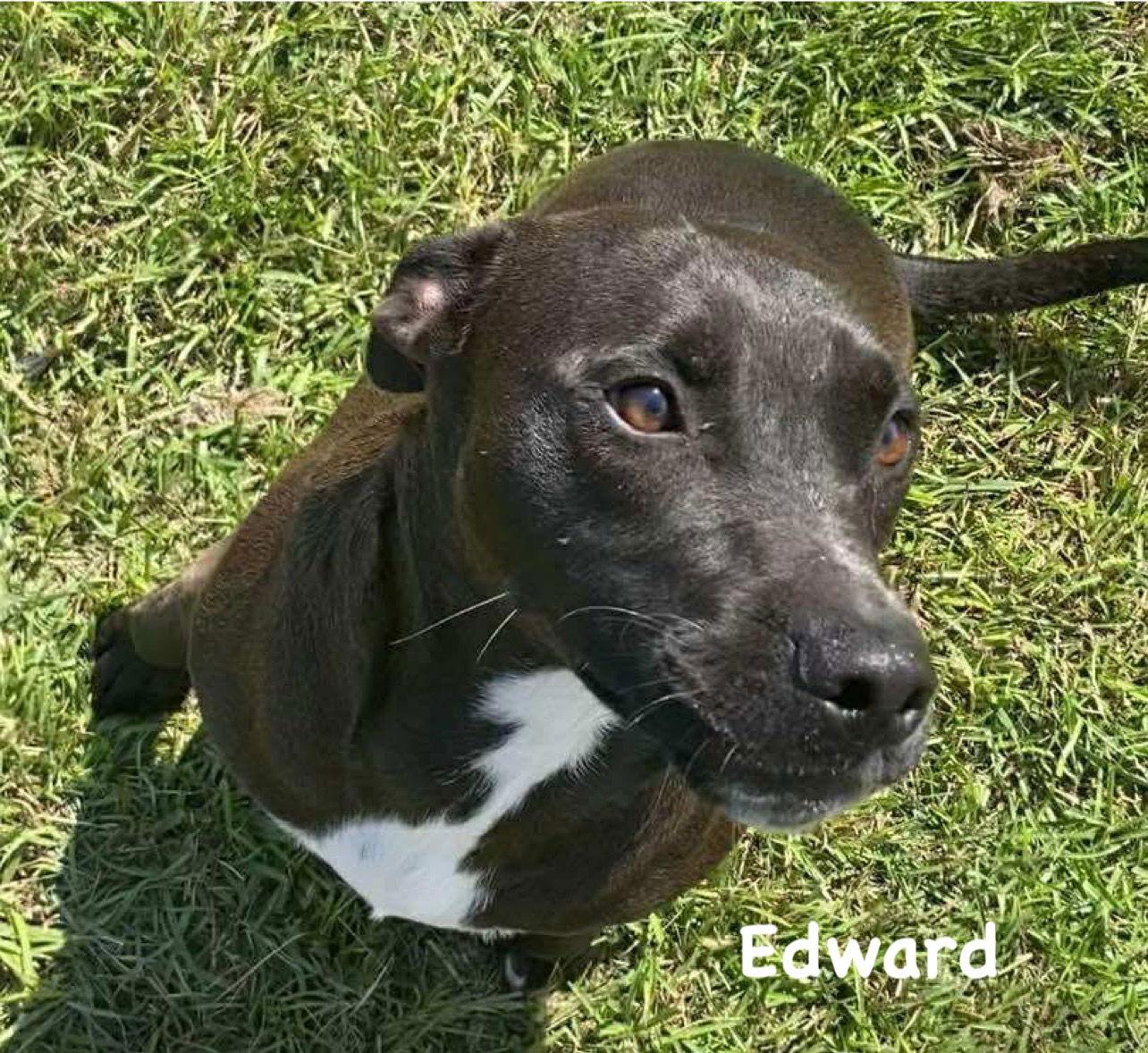 Edward, a Adoptable Terrier in Ridgefield, CT image 1/3