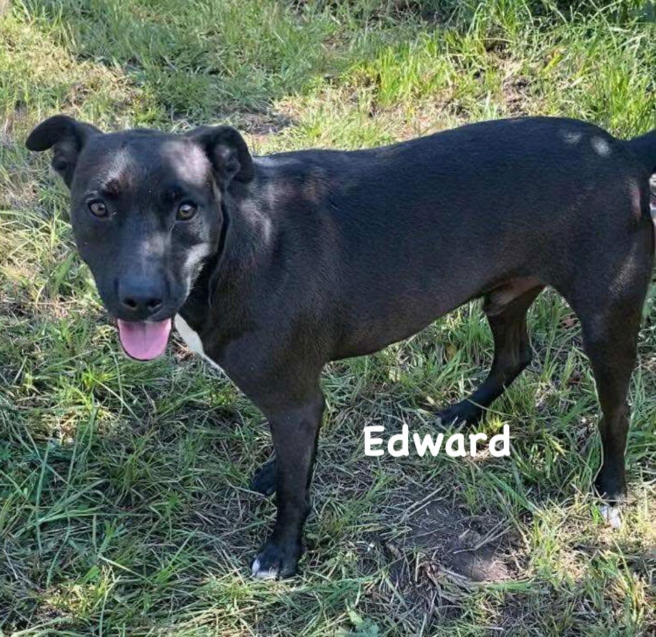 Edward, a Adoptable Terrier in Ridgefield, CT image 3/3