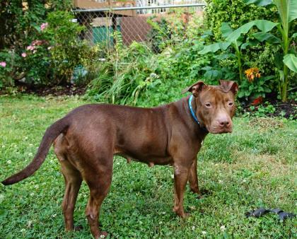 Eliza, Adoptable, Adult Female Mixed Breed & Mixed Breed.