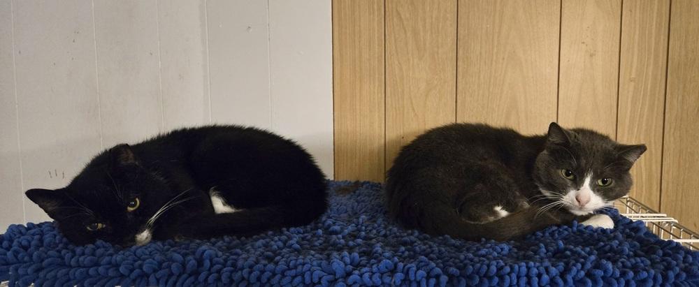 Enlarge Pinky, a Adoptable Domestic Short Hair in Patchogue, NY image 2/6