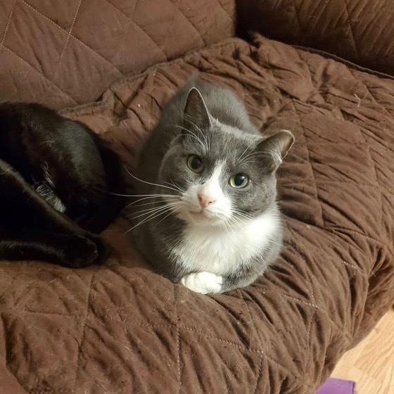 Enlarge Pinky, a Adoptable Domestic Short Hair in Patchogue, NY image 3/6