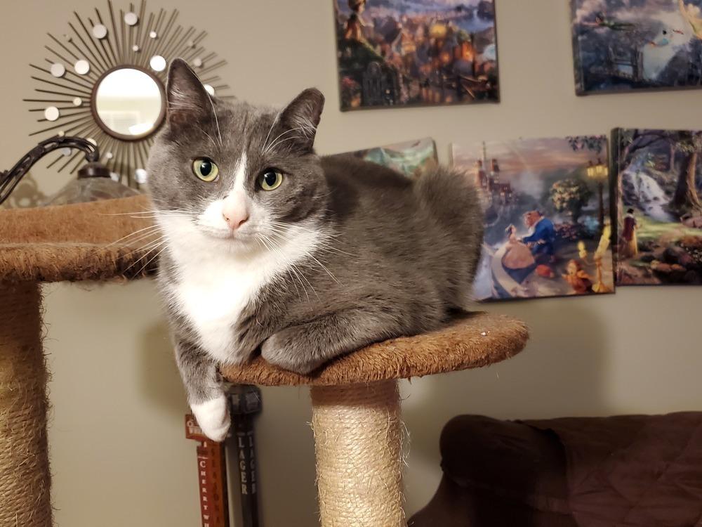 Enlarge Pinky, a Adoptable Domestic Short Hair in Patchogue, NY image 4/6