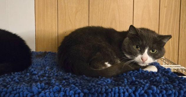 Enlarge Pinky, a Adoptable Domestic Short Hair in Patchogue, NY image 5/6