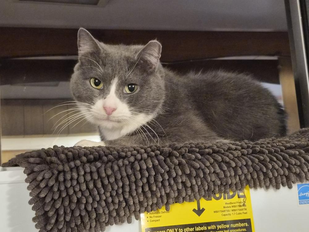 Enlarge Pinky, a Adoptable Domestic Short Hair in Patchogue, NY image 6/6