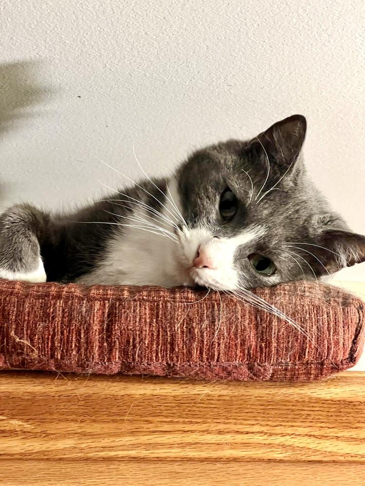 Enlarge Pinky, a Adoptable Domestic Short Hair in Patchogue, NY image 6/6