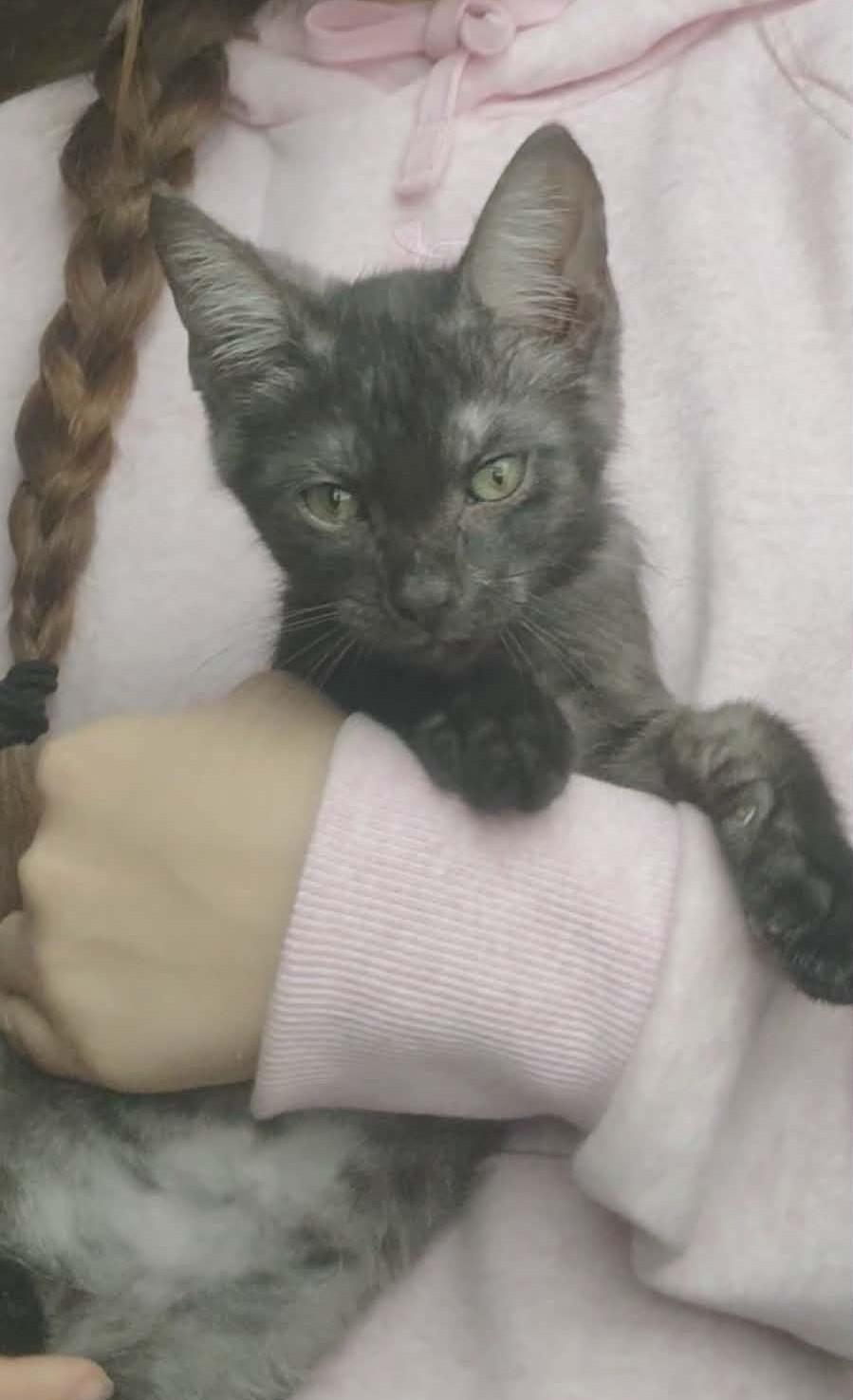 Enlarge Gibby, a Adoptable Domestic Medium Hair in Fair Oaks, IN image 2/4