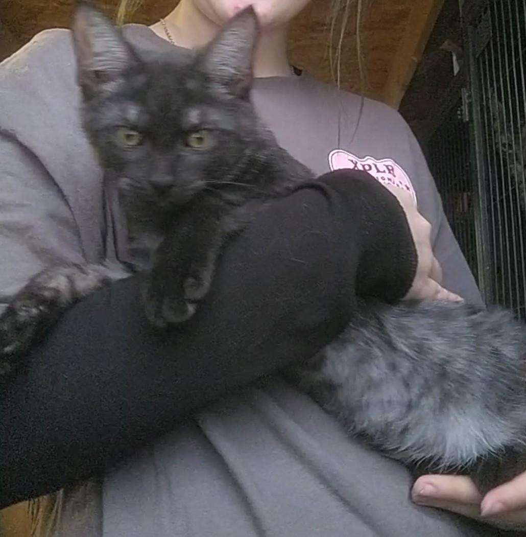 Enlarge Gibby, a Adoptable Domestic Medium Hair in Fair Oaks, IN image 1/4