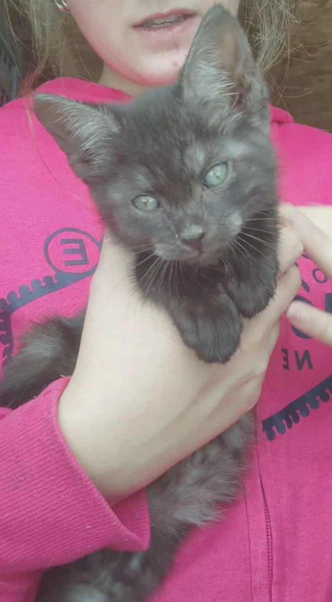 Gibby, Adoptable, Kitten Male Domestic Medium Hair.