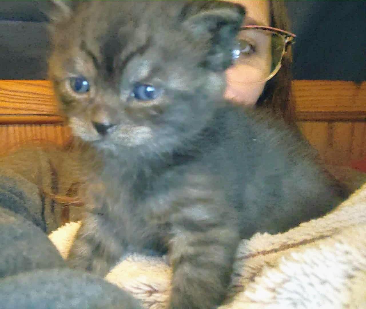 Gibby, a Adoptable Domestic Medium Hair in Fair Oaks, IN image 1/2
