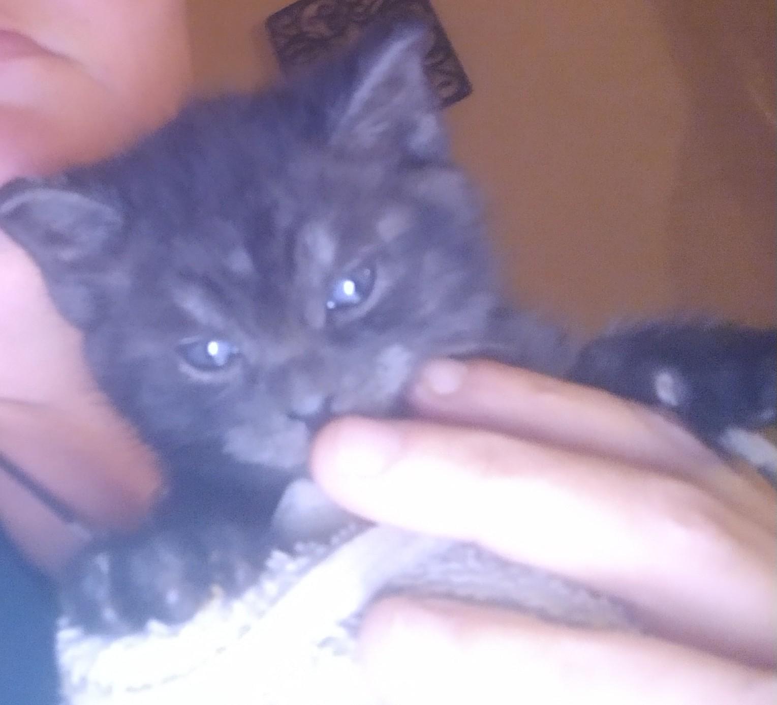 Gibby, a Adoptable Domestic Medium Hair in Fair Oaks, IN image 2/2