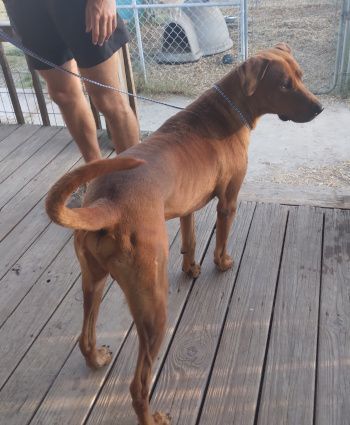 Enlarge Darwyn, a Adoptable mixed breed in Seguin, TX image 1/1