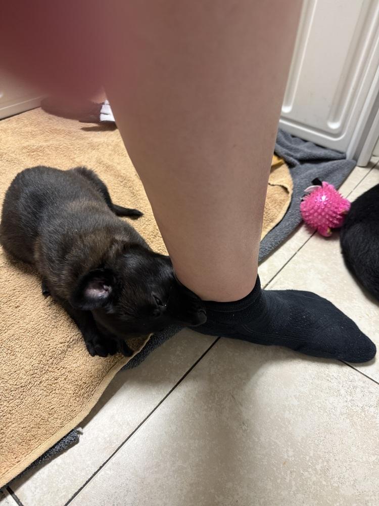 Lakeland Lookers - Knox - Located in FL