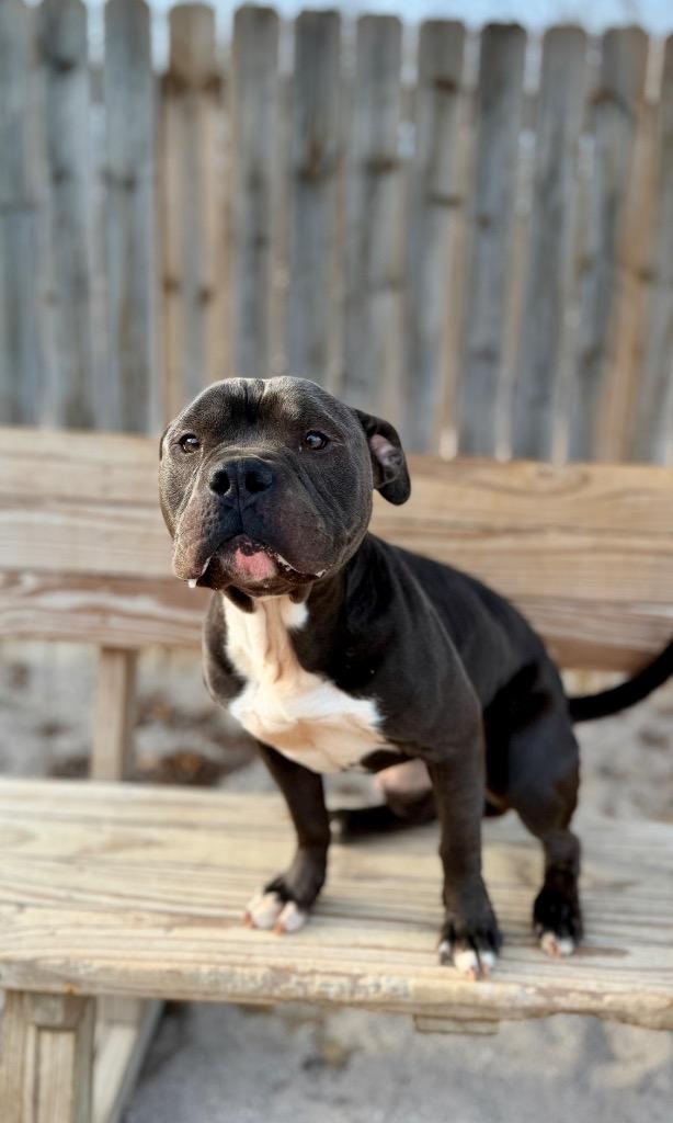 Louie, Adoptable, Young Male Mixed Breed.