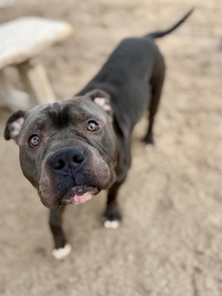 Enlarge Louie, a Adoptable Mixed Breed in Muskegon, MI image 2/5