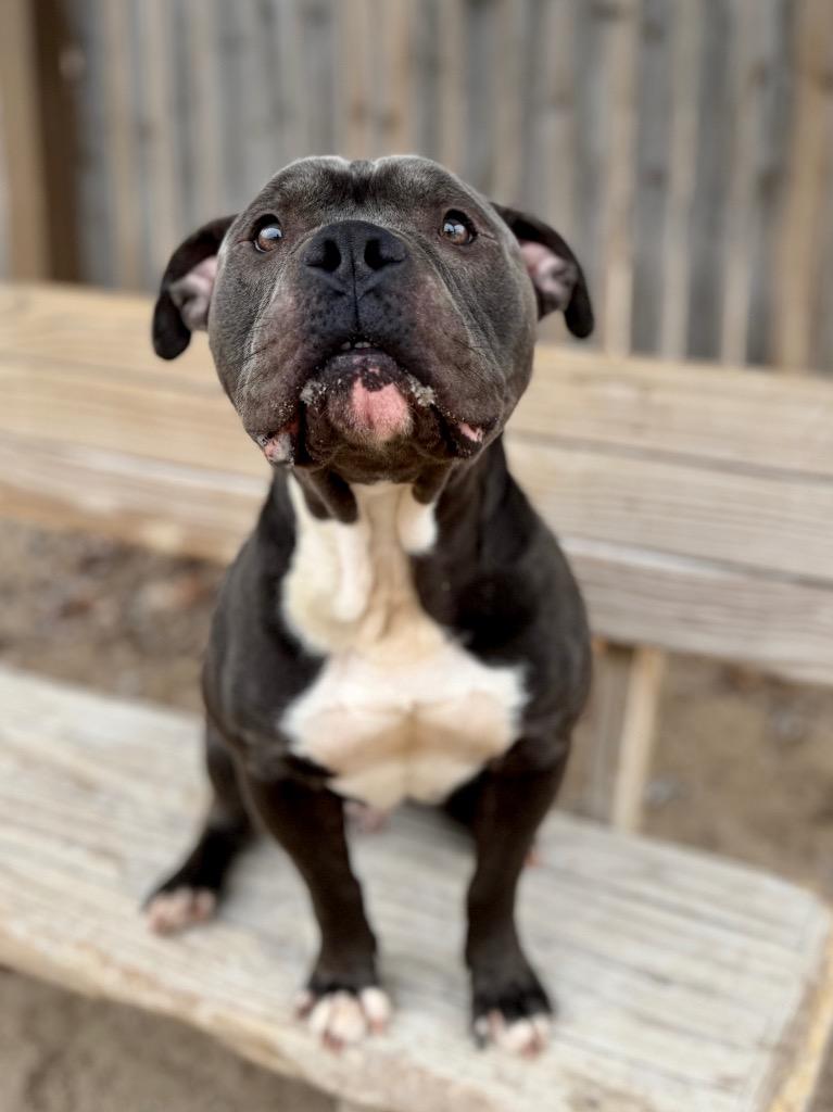 Enlarge Louie, a Adoptable Mixed Breed in Muskegon, MI image 3/5