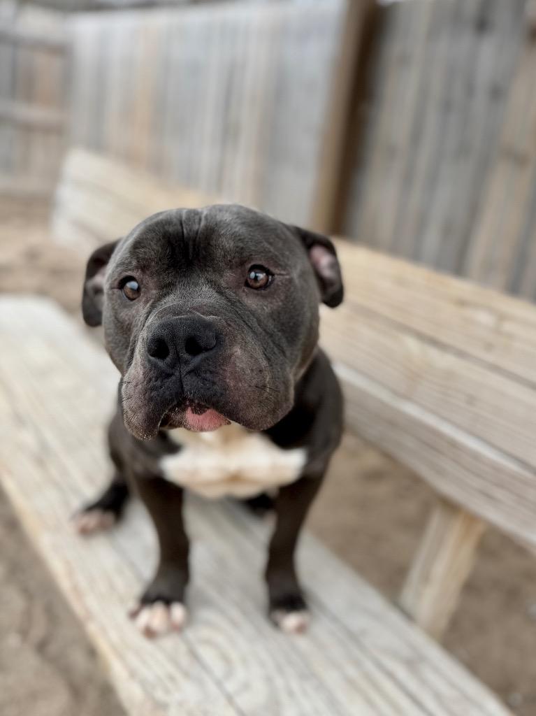 Enlarge Louie, a Adoptable Mixed Breed in Muskegon, MI image 4/5