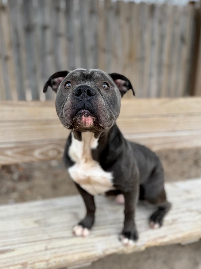 Enlarge Louie, a Adoptable Mixed Breed in Muskegon, MI image 5/5