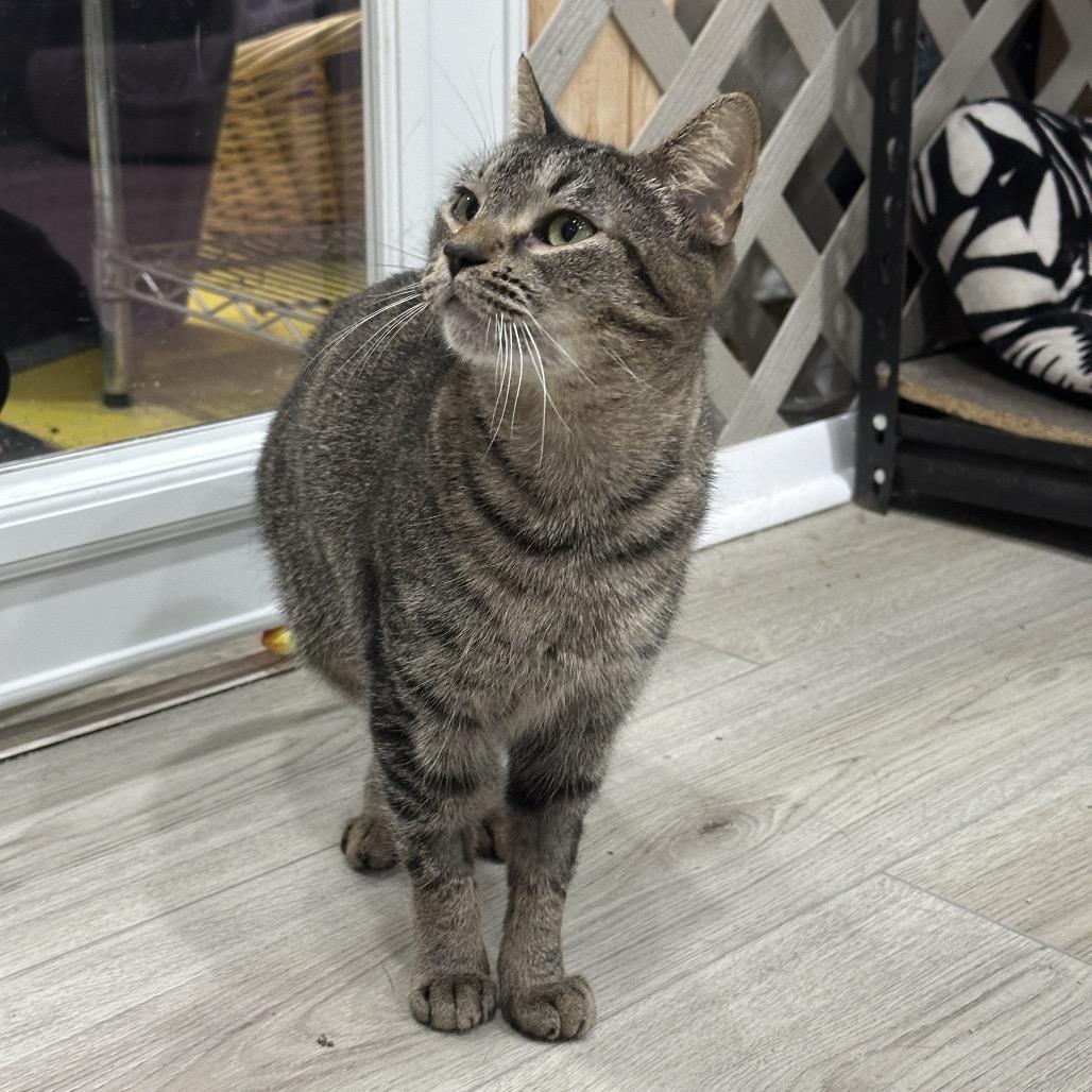 Lindsay, Adoptable, Adult Female Domestic Short Hair.