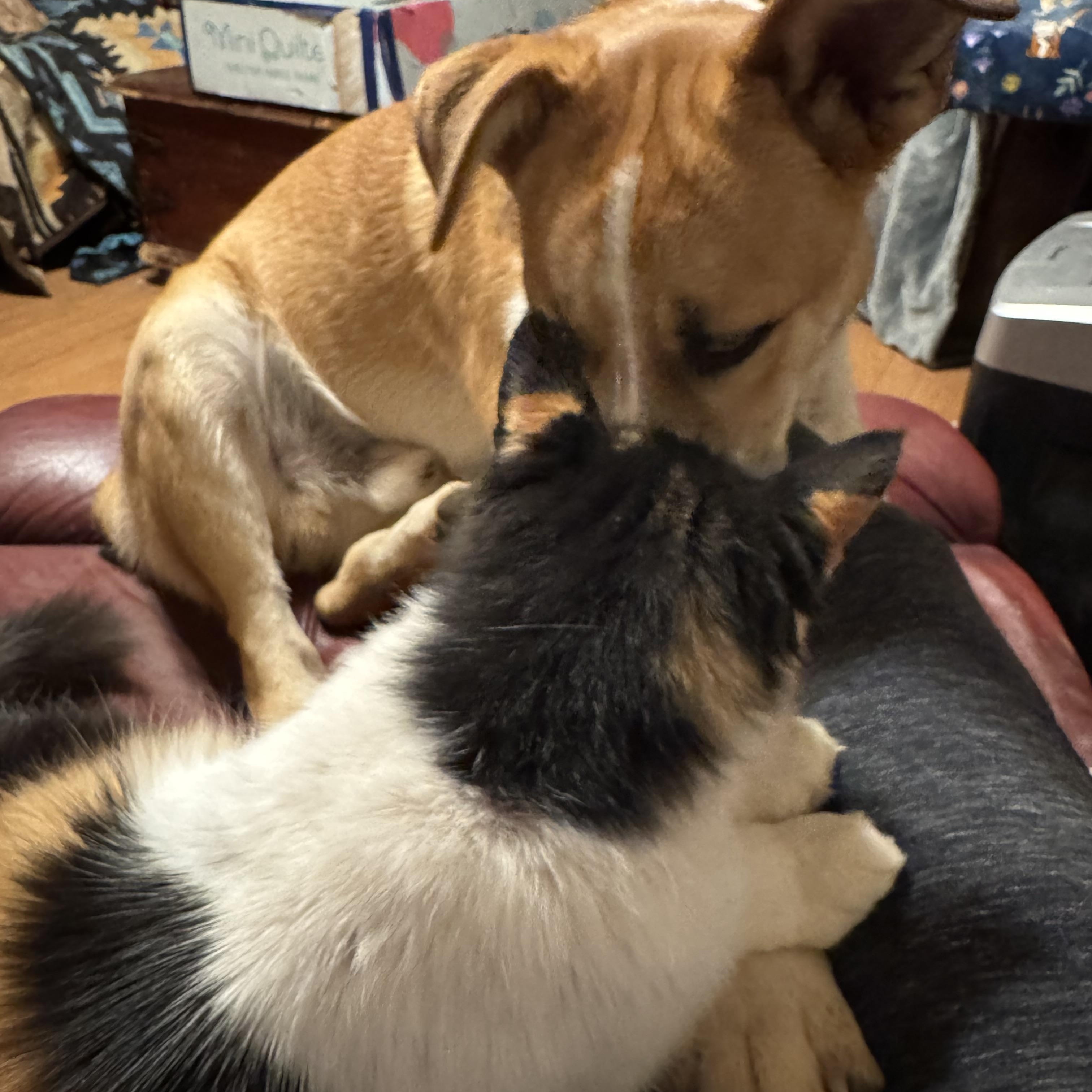 Enlarge Cliff, a ADOPTABLE mixed breed in Rio Linda, CA image 1/5