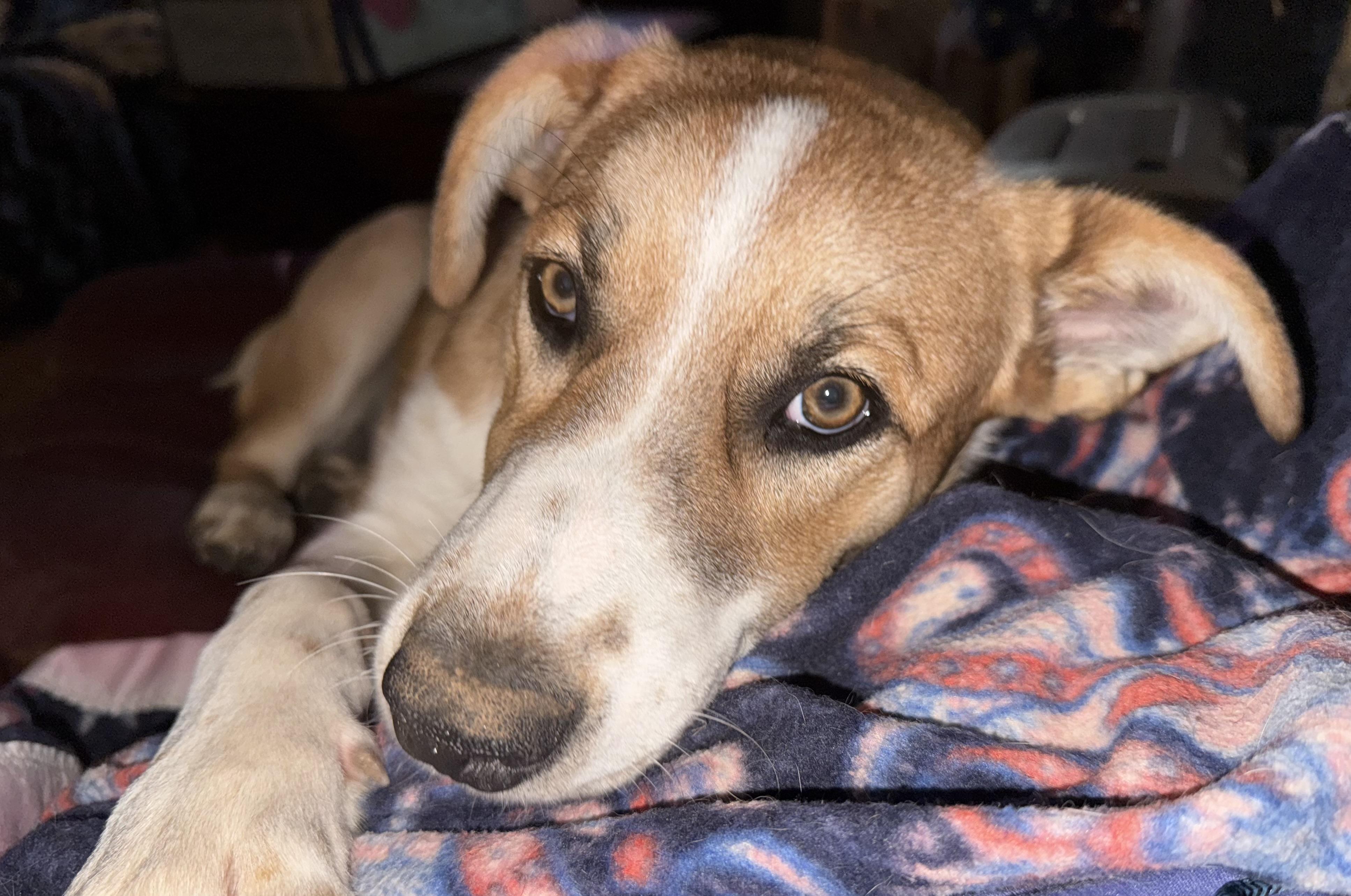 Enlarge Cliff, a ADOPTABLE mixed breed in Rio Linda, CA image 2/5