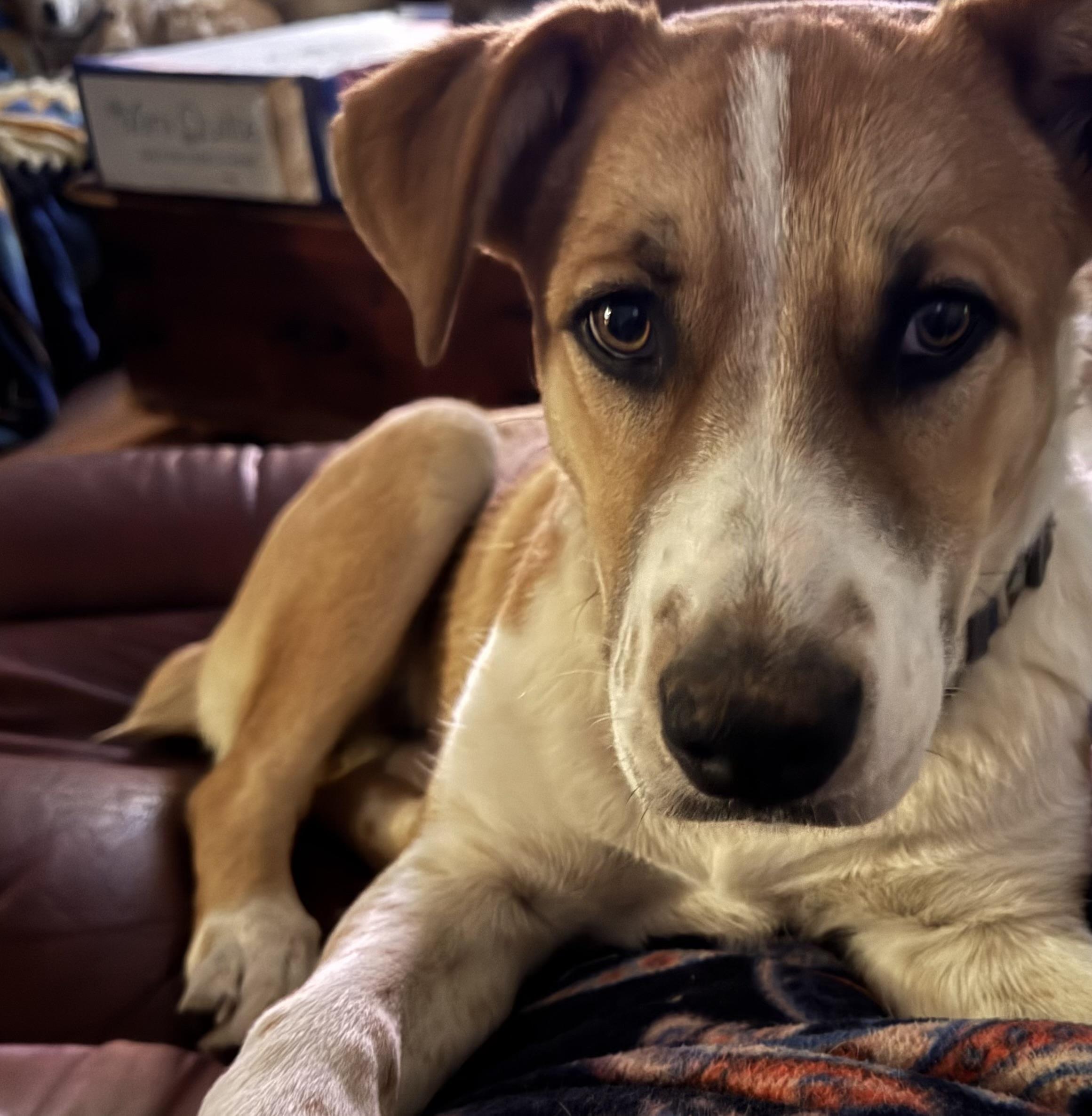 Skeeter, adoptable, Puppy Male Beagle & Australian Cattle Dog / Blue Heeler.