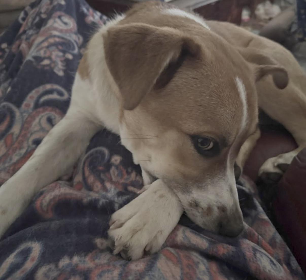 Enlarge Cliff, a ADOPTABLE mixed breed in Rio Linda, CA image 4/5