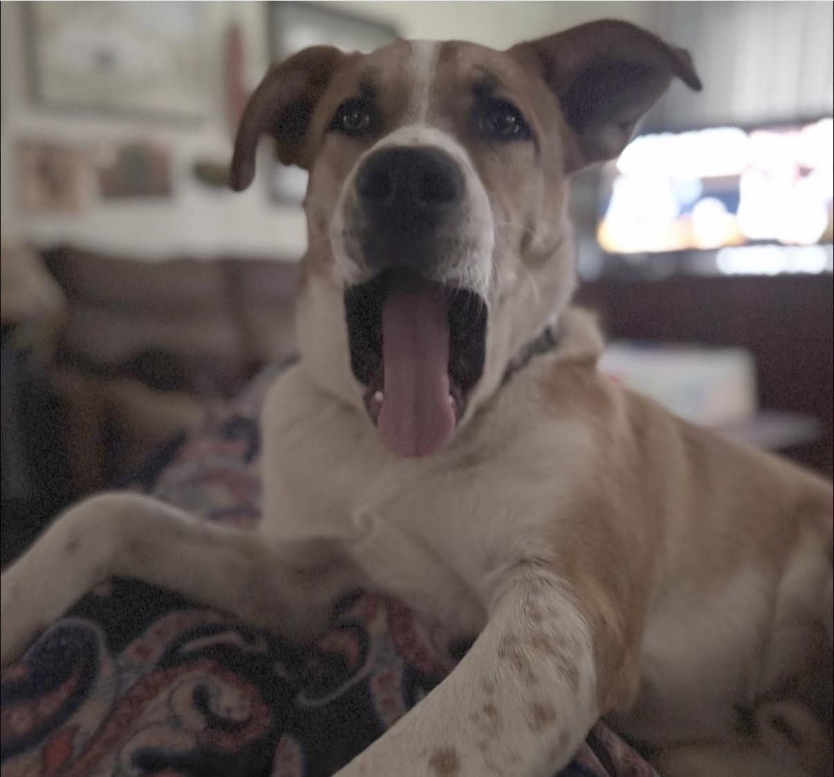 Enlarge Cliff, a ADOPTABLE mixed breed in Rio Linda, CA image 5/5