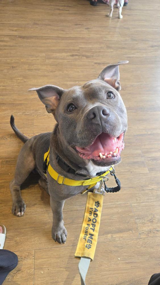 Enlarge Ozzy, a Adoptable mixed breed in New York, NY image 1/5