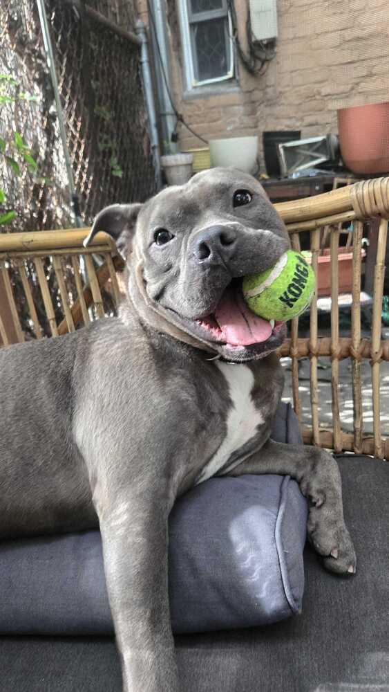 Enlarge Ozzy, a Adoptable mixed breed in New York, NY image 2/5