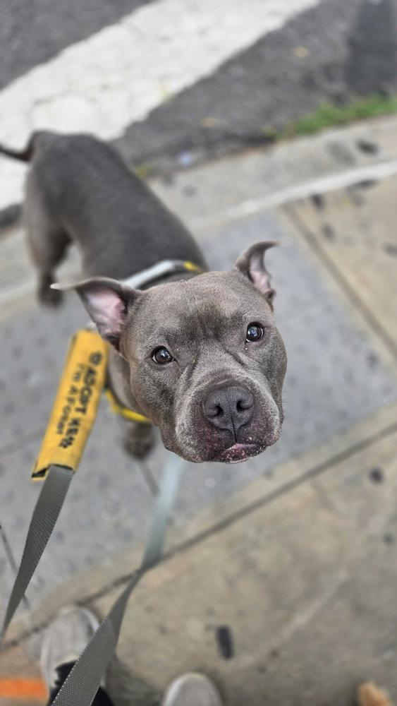 Enlarge Ozzy, a Adoptable mixed breed in New York, NY image 3/5