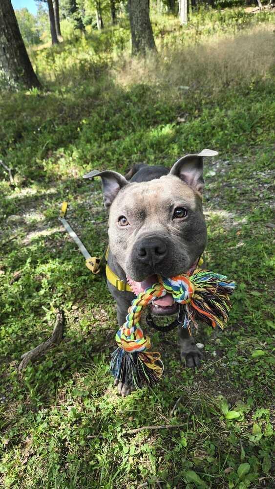 Enlarge Ozzy, a Adoptable mixed breed in New York, NY image 4/5