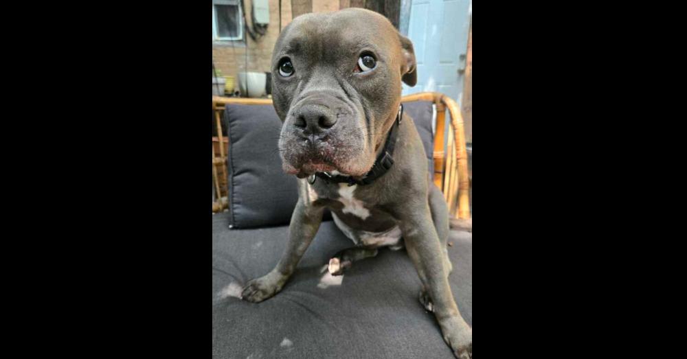 Enlarge Ozzy, a Adoptable mixed breed in New York, NY image 5/5