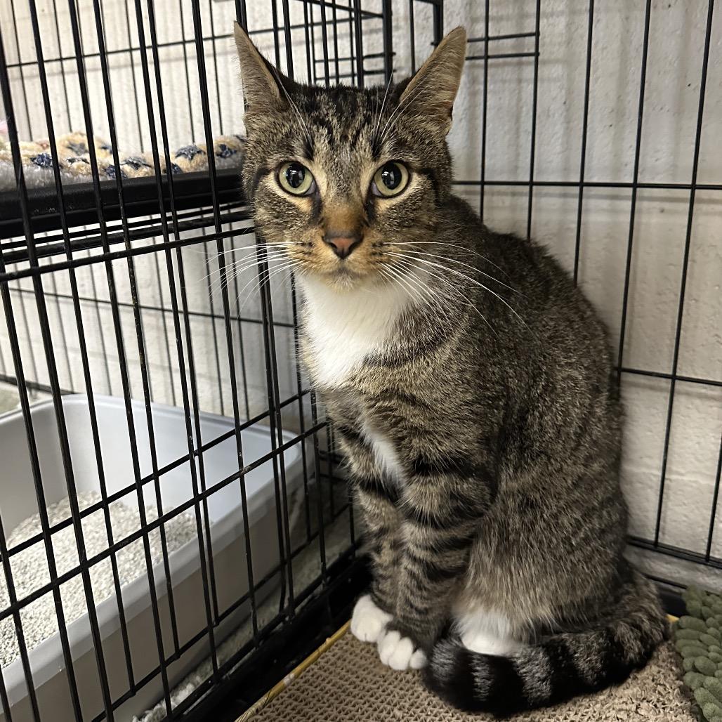 Clover, Adoptable, Adult Male Domestic Short Hair.