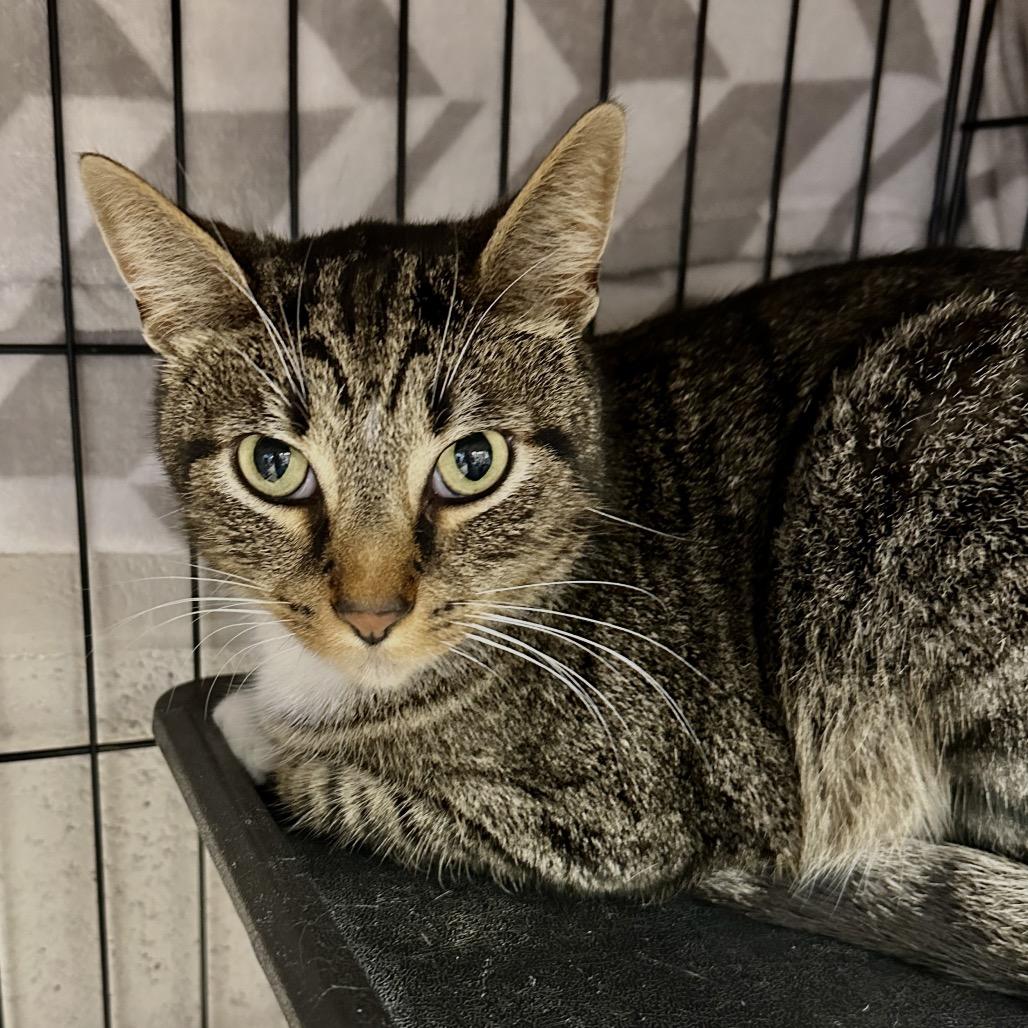 Clover, a Adoptable Domestic Short Hair in Middleburg Heights , OH image 2/6