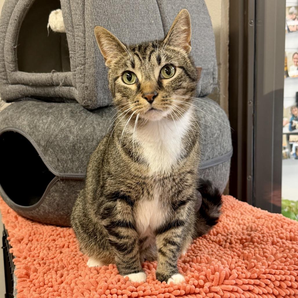 Enlarge Clover, a Adoptable Domestic Short Hair in Middleburg Heights , OH image 2/6