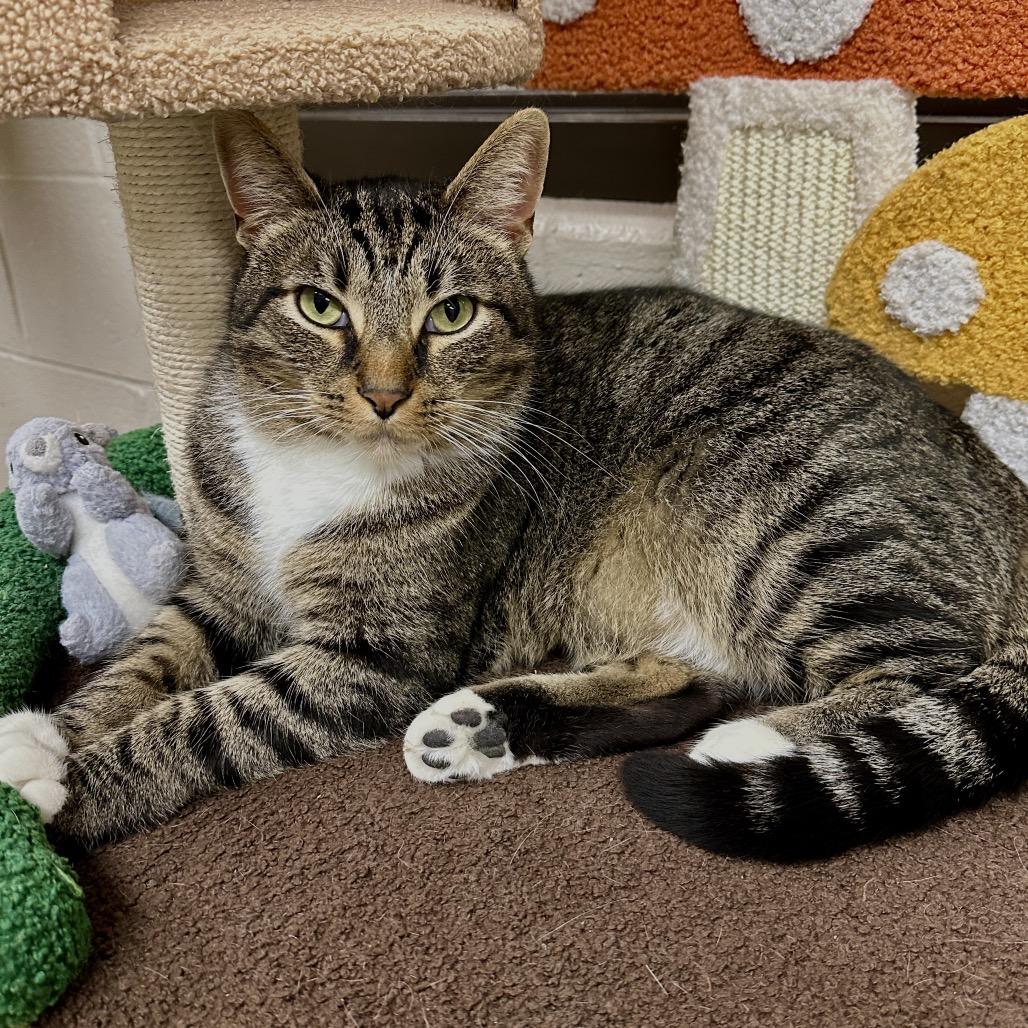 Clover, a Adoptable Domestic Short Hair in Middleburg Heights , OH image 3/6