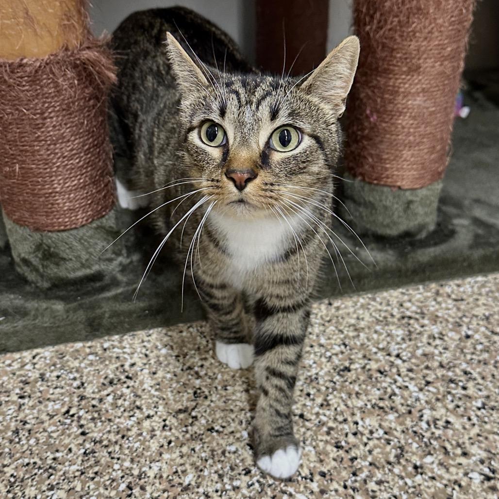 Clover, a Adoptable Domestic Short Hair in Middleburg Heights , OH image 4/6