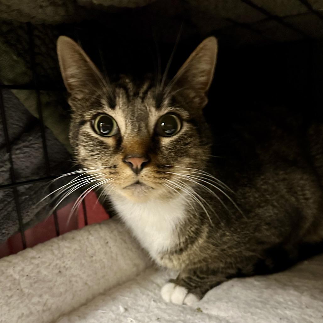 Clover, a Adoptable Domestic Short Hair in Middleburg Heights , OH image 5/6