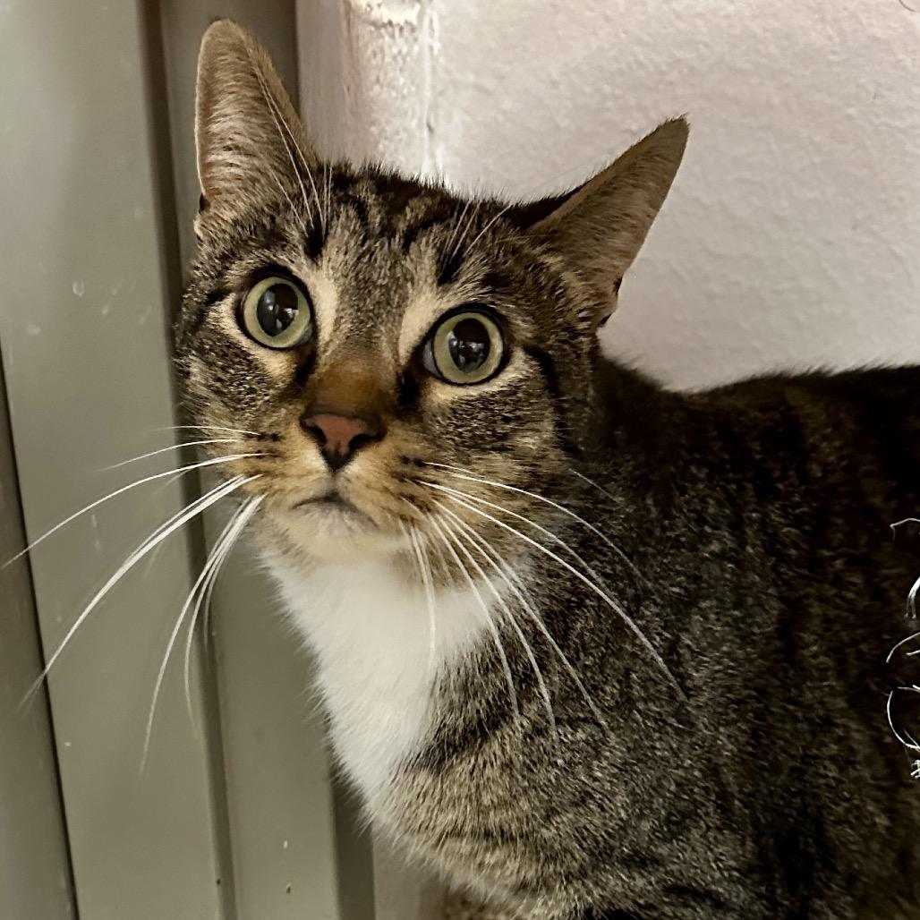 Clover, a Adoptable Domestic Short Hair in Middleburg Heights , OH image 6/6