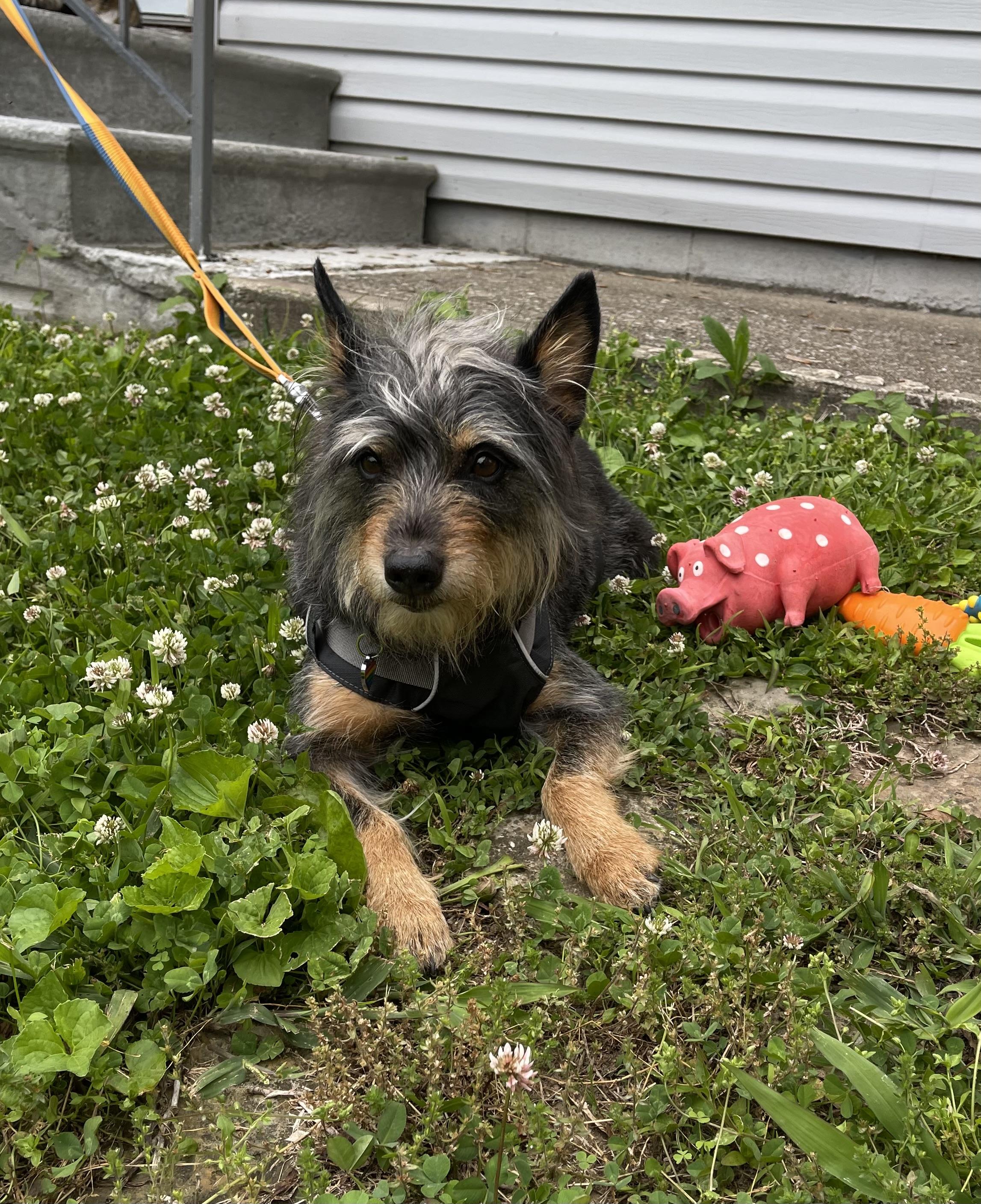 Molly photo 3