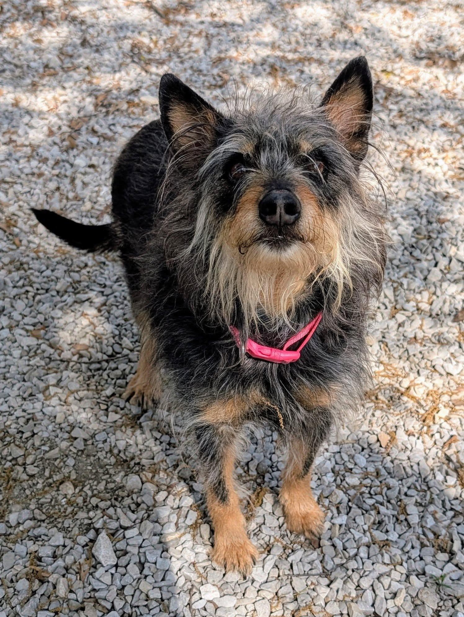Molly, Adult Female Terrier