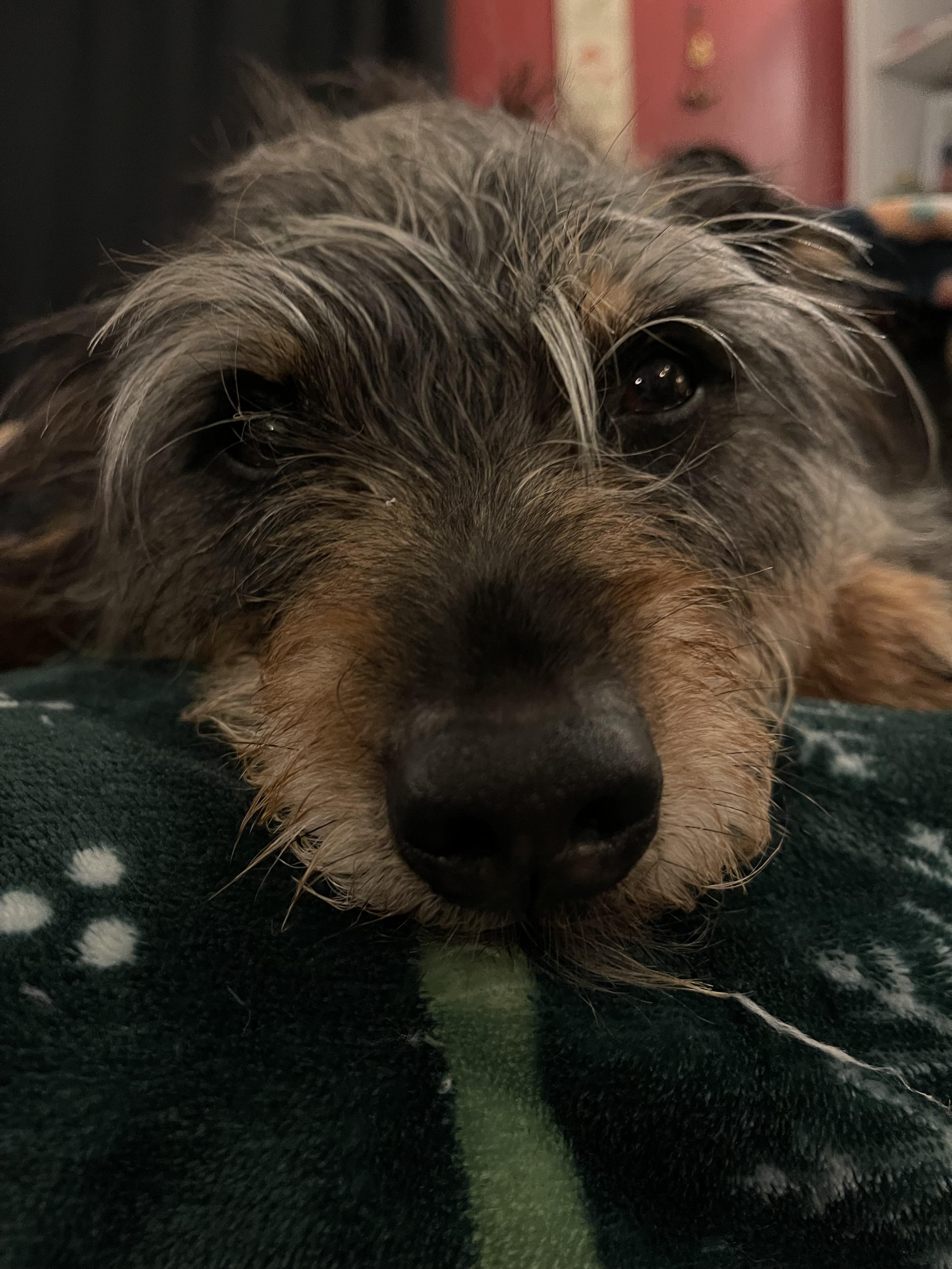 Molly photo 2