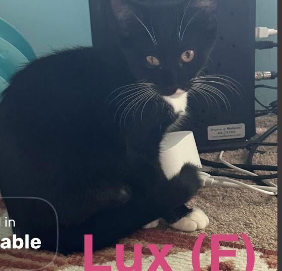 Lux, Adoptable, Young Female Domestic Short Hair.