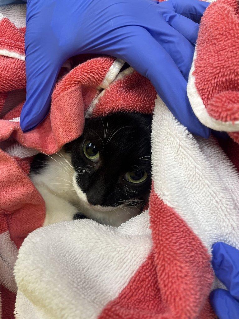 Blep, Adoptable, Adult Female Domestic Short Hair.