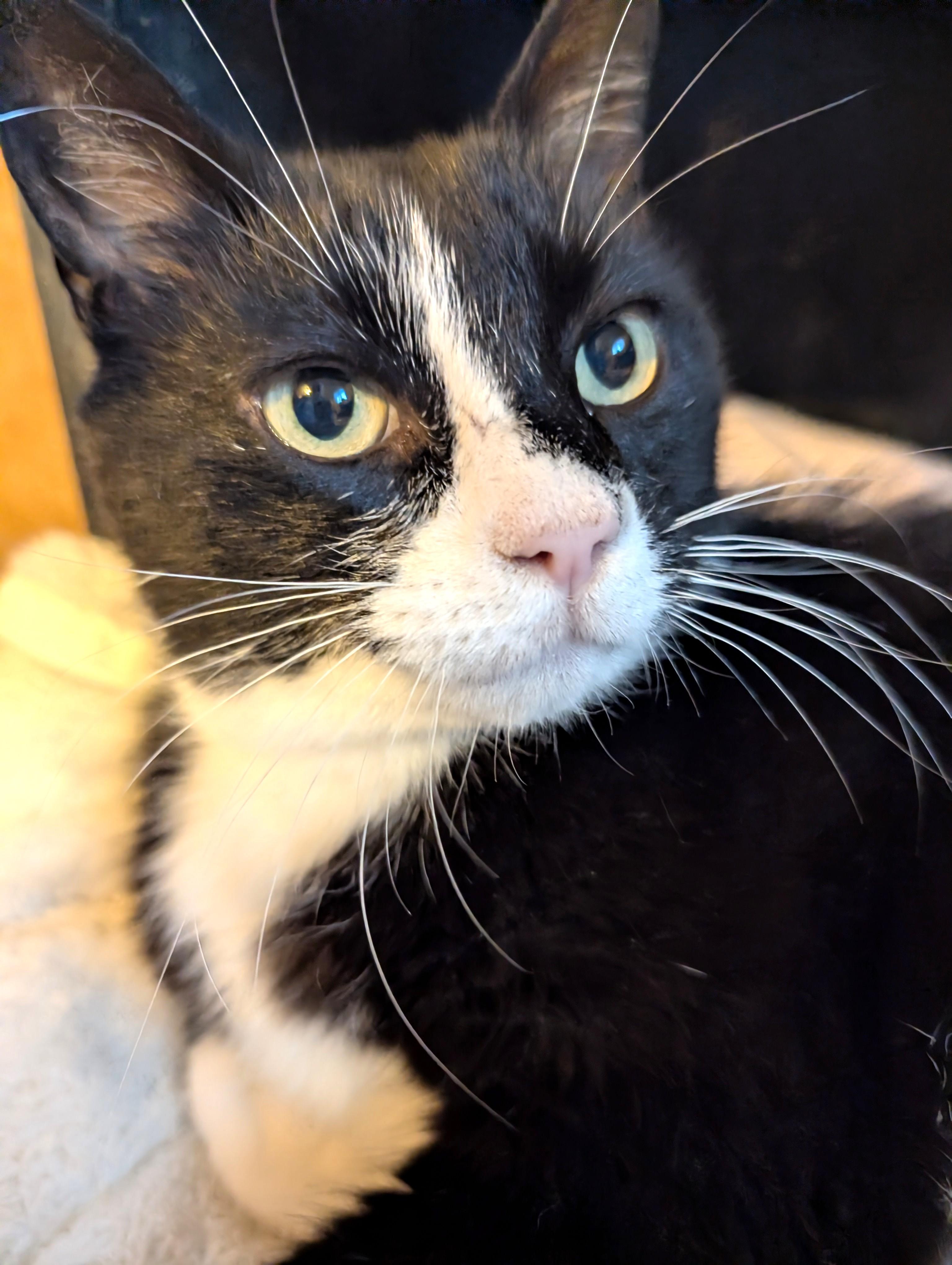 Enlarge Lily, a ADOPTABLE Tuxedo in Stoney Creek, ON image 5/5
