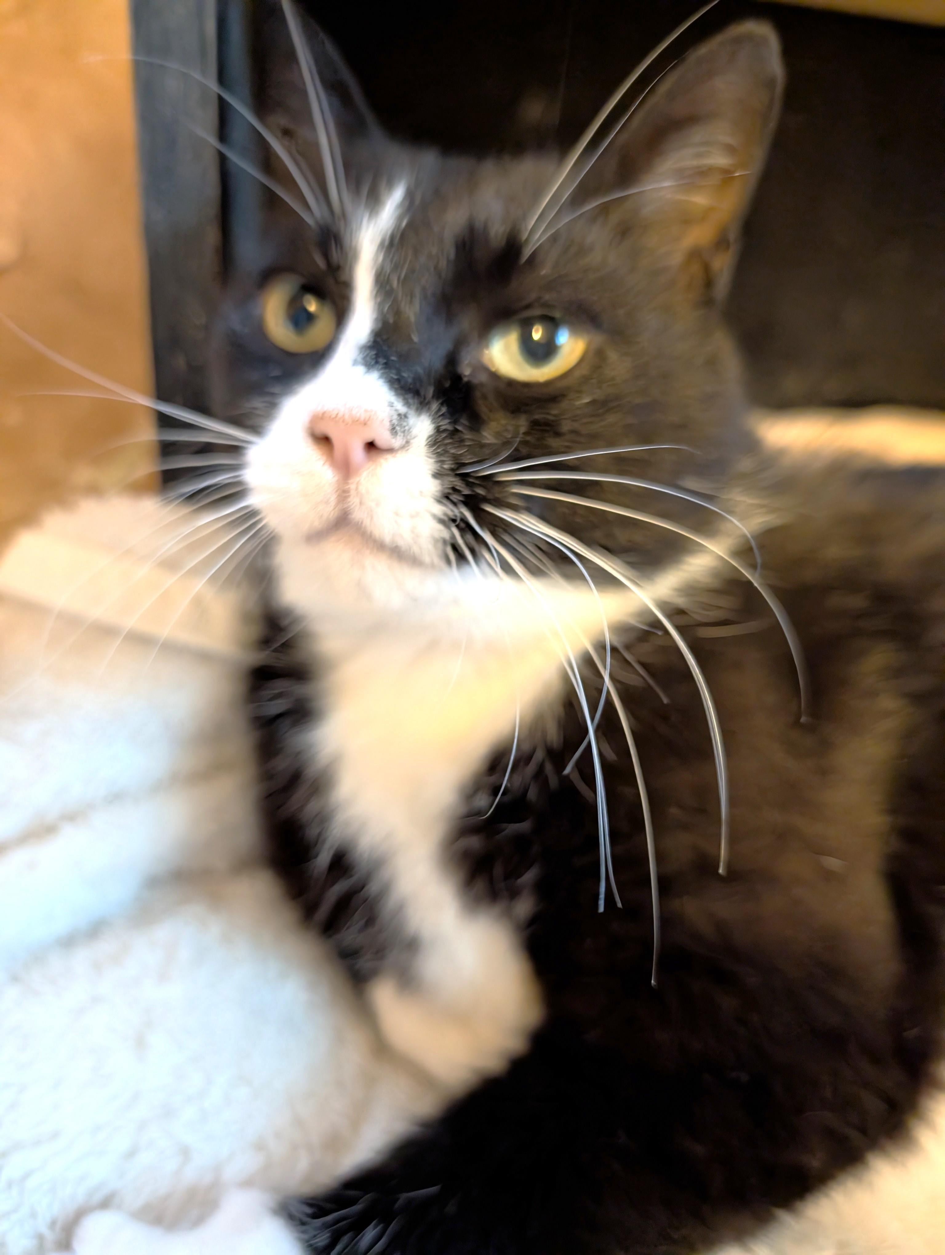 Enlarge Lily, a ADOPTABLE Tuxedo in Stoney Creek, ON image 3/5