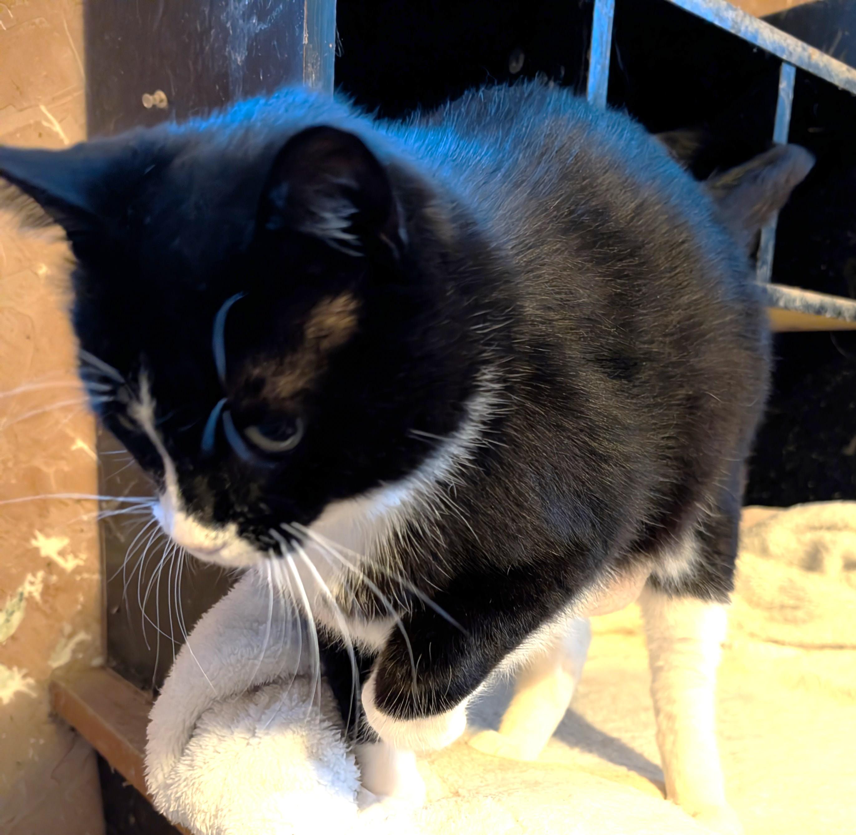 Enlarge Lily, a ADOPTABLE Tuxedo in Stoney Creek, ON image 4/5